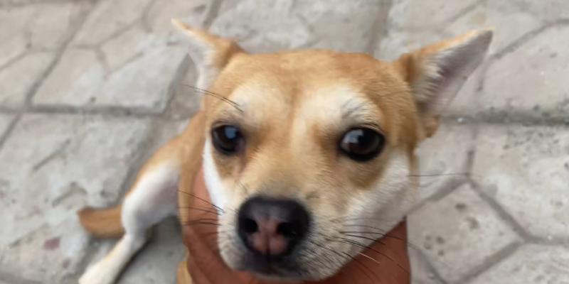 一般狗的耳朵长什么样？（探秘不同犬种耳朵的特征和功能）