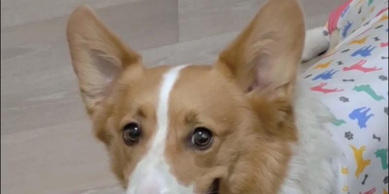 狗耳朵形状大揭秘：不同犬种耳型特征与功能全解析