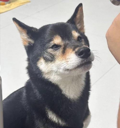 白鼻子狗品种大揭秘（探索白鼻子狗的世界，认识不同品种）