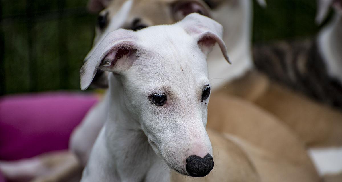 白鼻子狗品种有哪些？揭秘萨摩耶、哈士奇等独特犬种特点