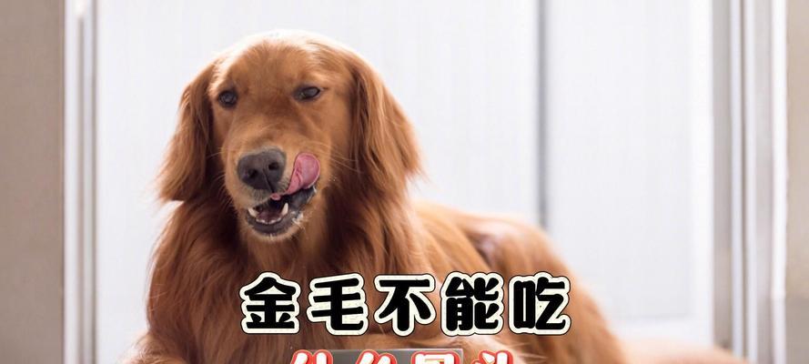 金毛喂食时间安排指南，科学喂养守护爱犬健康