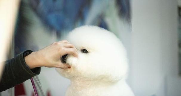 探秘那些爆毛可爱的狗狗（了解爆毛狗狗的魅力与特点）