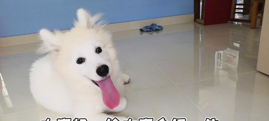 狗狗刨地板原因揭秘，焦虑寻食还是精力过剩？有效解决方法分享