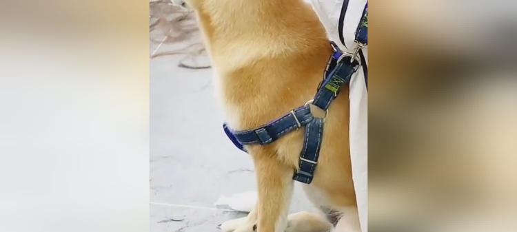 为什么狗狗会刨家里地板？（探究狗狗刨家里地板的原因及解决方法）