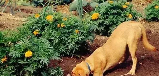 为什么狗狗会刨家里地板？（探究狗狗刨家里地板的原因及解决方法）