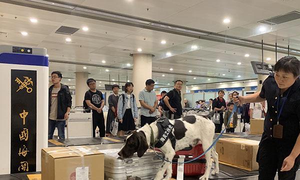 如何合法去机场接狗狗（详解接狗狗需要的手续及步骤）