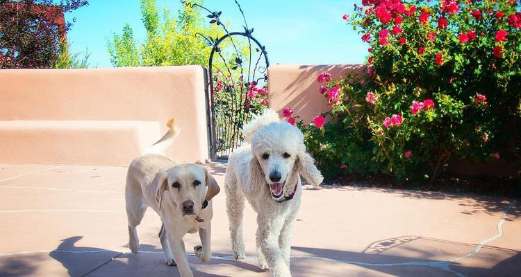 从黑黄色贵宾看狗的毛色变化（黑黄色贵宾的毛发变化及原因分析）