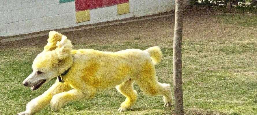 从黑黄色贵宾看狗的毛色变化（黑黄色贵宾的毛发变化及原因分析）