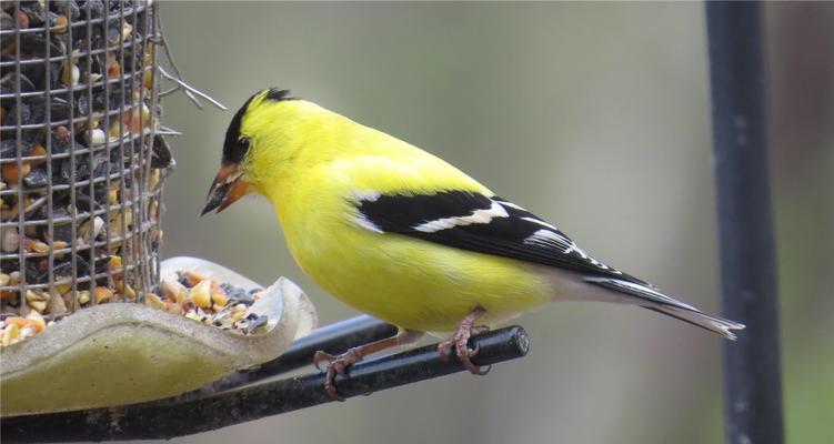 黄雀取食苏子的智慧揭秘：聪明技巧与共生关系