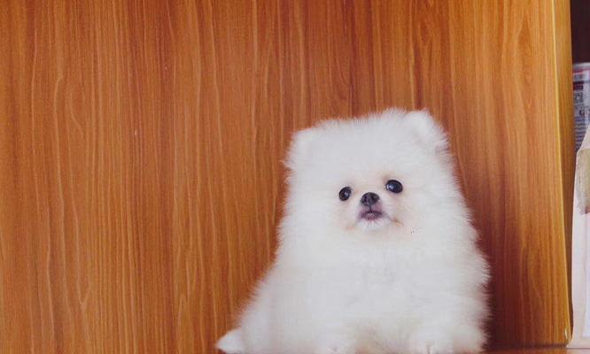 无锡博美的价格与价值分析（探讨无锡博美狗狗在市场上的定价以及其所提供的价值）