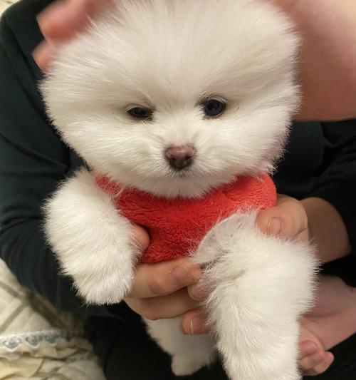 博美犬市场价格与价值深度解析，探秘宠物定价关键因素