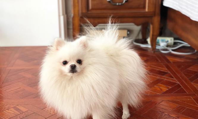 无锡博美的价格与价值分析（探讨无锡博美狗狗在市场上的定价以及其所提供的价值）