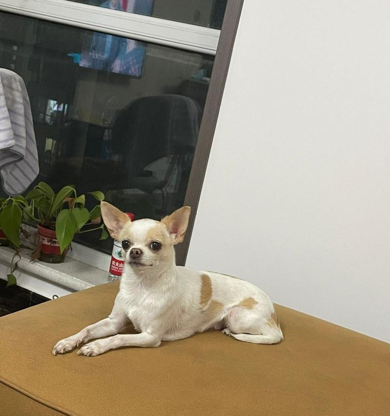 小狗不吃狗粮怎么办？15种营养均衡的替代食物推荐（解决小狗不吃狗粮的麻烦问题，让它们获得健康成长）