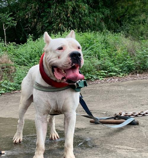 深入了解杜高血统(探寻杜高血统的起源和多样性) 深入了解杜高血统(探寻杜高血统的起源和多样性)