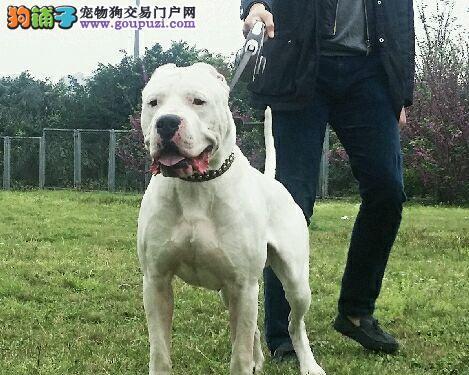 深入了解杜高血统(探寻杜高血统的起源和多样性) 深入了解杜高血统(探寻杜高血统的起源和多样性)