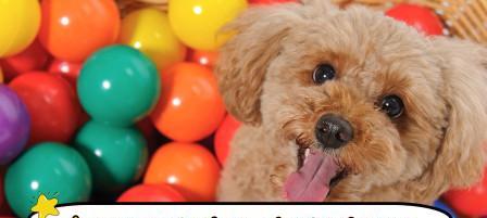 探秘泰迪狗的增肥食谱（为你的泰迪狗提供健康的增重饮食方案）