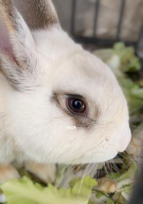 揭秘白色兔子眼睛颜色奥秘：从基因突变到文化象征