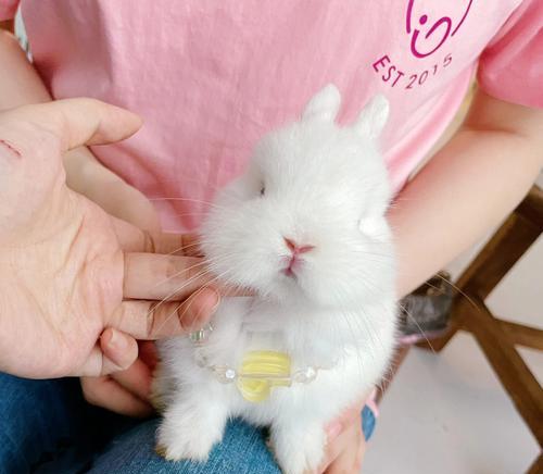 白色兔子眼睛中的神秘之色（探寻白色兔子眼睛中的颜色奥秘）