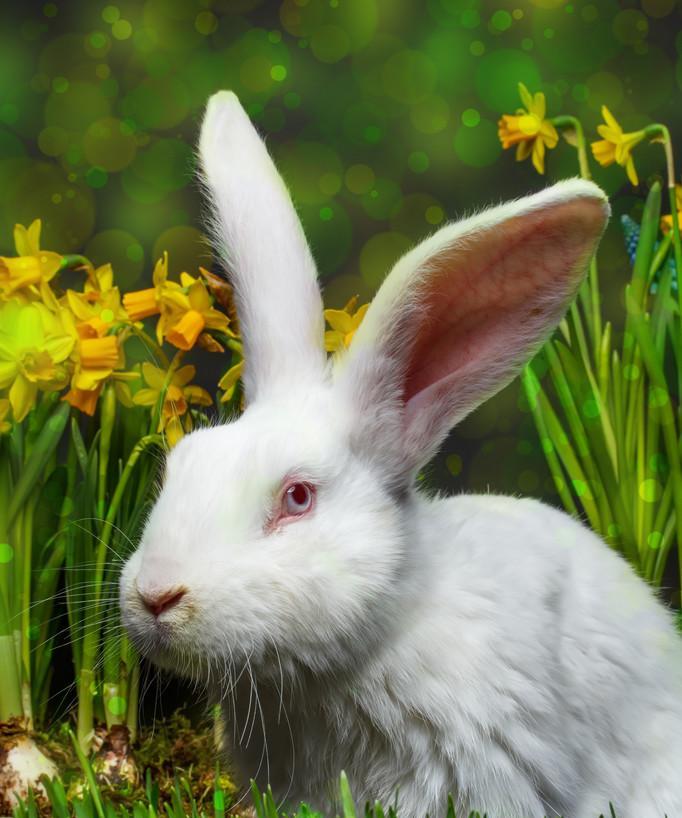 白色兔子眼睛中的神秘之色（探寻白色兔子眼睛中的颜色奥秘）