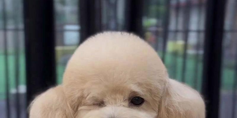 巨大泰迪的魅力（探索超级大泰迪的世界）