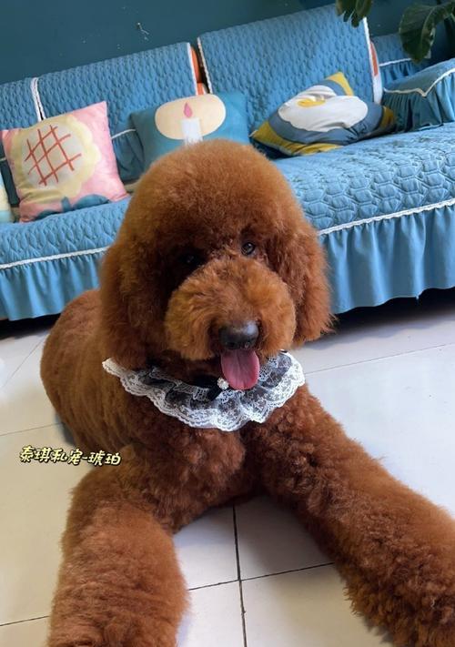 巨大泰迪的魅力（探索超级大泰迪的世界）