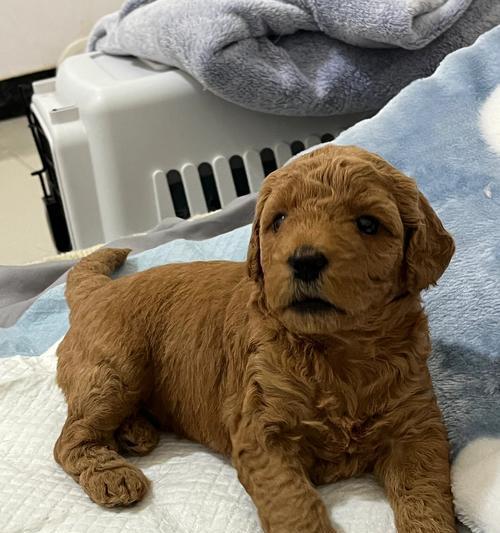 巨大泰迪的魅力（探索超级大泰迪的世界）