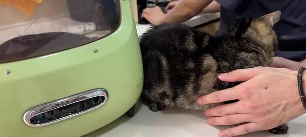 小猫去医院检查的必要性（关心宠物健康，从小猫开始）