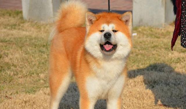 选择一只适合你的狗狗（如何根据需求和条件选择一只适合自己的狗狗）