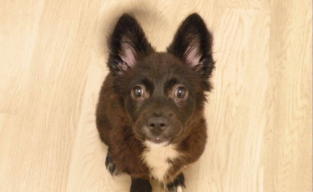 如何根据自身条件选择适合的狗狗？15个关键因素助你找到理想伴侣