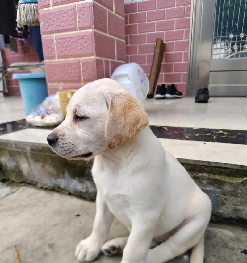 选择一只适合你的狗狗（如何根据需求和条件选择一只适合自己的狗狗）