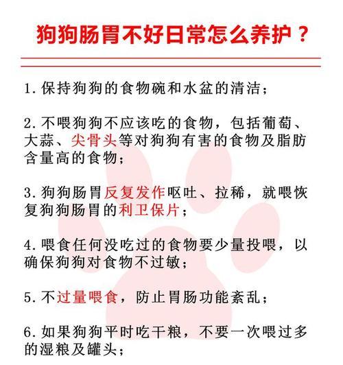 狗狗肠胃问题饮食指南：如何选择合适食物促进消化健康