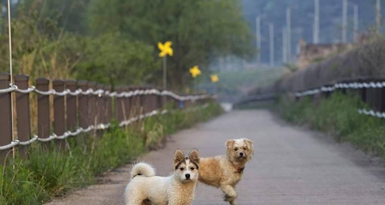 小狗为什么会摇尾巴？（揭秘小狗摇尾巴的真正含义）