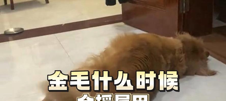 小狗为什么会摇尾巴？（揭秘小狗摇尾巴的真正含义）