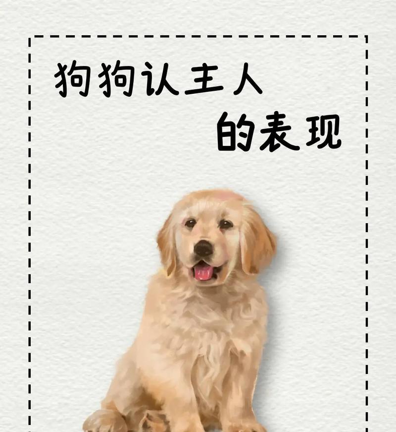 小狗摇尾巴的真正含义解析，揭秘狗狗情绪表达方式