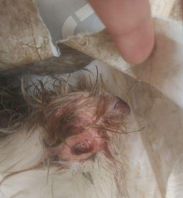 关于狗的安乐死（给予狗以尊严的离别方式）