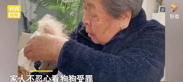 狗安乐死的尊严离别指南：专业方法与情感支持