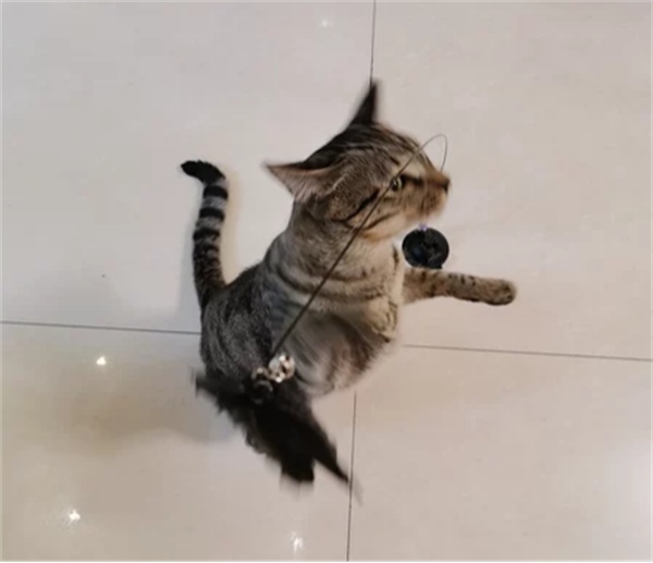 逗猫棒怎么选 逗猫棒怎么选