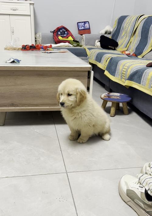 金毛犬不能吃的食物清单：巧克力、洋葱等危害须知