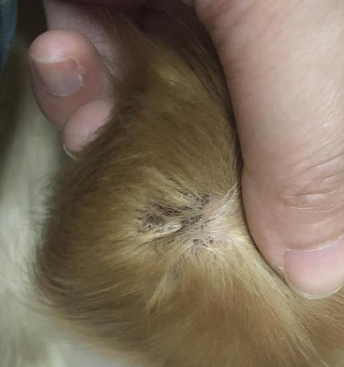 狗狗窝血的症状识别与急救处理指南，守护爱宠健康