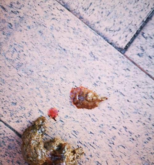 揭秘狗狗窝血的症状和处理方法（狗狗窝血的危险性及急救措施）