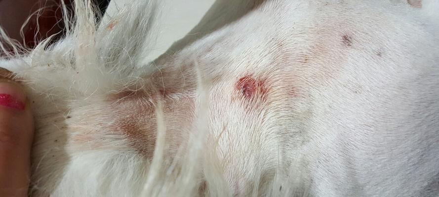 揭秘狗狗窝血的症状和处理方法（狗狗窝血的危险性及急救措施）