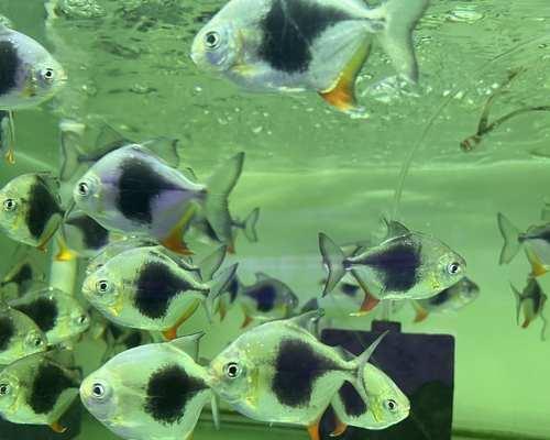 银龙鱼与其他鱼类混养的最佳选择（探索与银龙鱼相宜的合作伙伴鱼类，打造和谐水族箱生态环境）