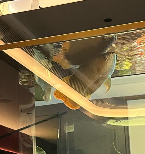 银龙鱼混养指南：和谐水族箱的13种理想伙伴鱼类