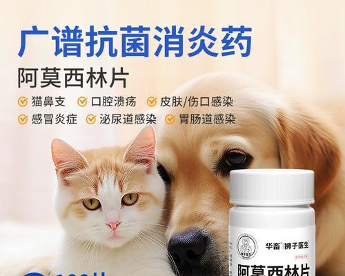 狗狗感冒治疗方法指南：药物与护理措施全解析