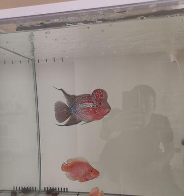 以罗汉鱼在什么情况下不可以开灯（保护罗汉鱼健康，避免错误养殖方式的影响）