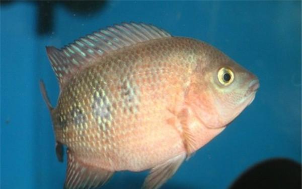 以罗汉鱼在什么情况下不可以开灯（保护罗汉鱼健康，避免错误养殖方式的影响）