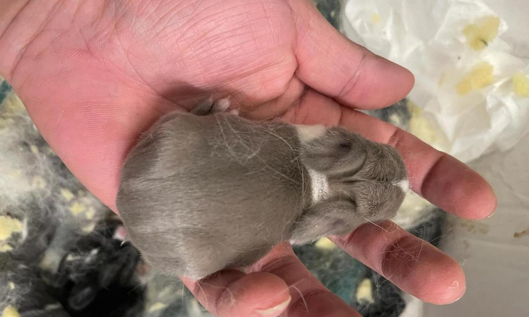 兔子怀孕期间饮食指南，母兔与胎儿健康要点解析