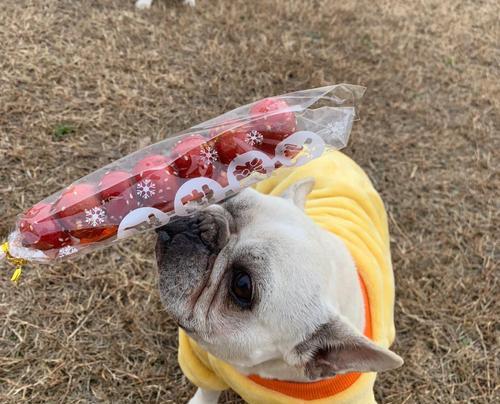 法国斗牛犬（探索法国斗牛犬体型演变的关键时刻和原因）