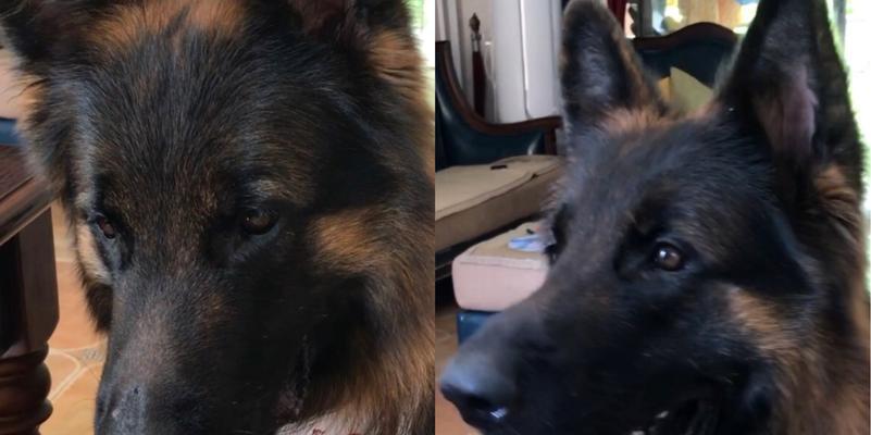 以德牧提脚的原因与意义（探究以德牧提脚的必要性和效果）