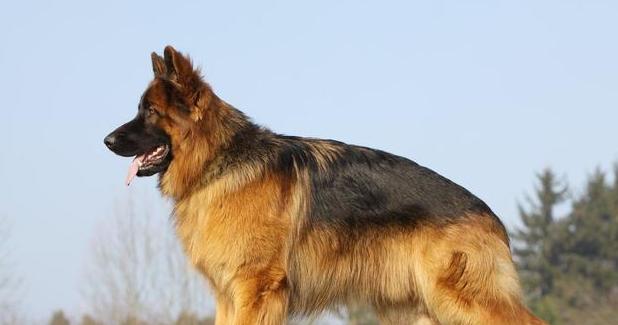 以德牧提脚的原因与意义（探究以德牧提脚的必要性和效果）